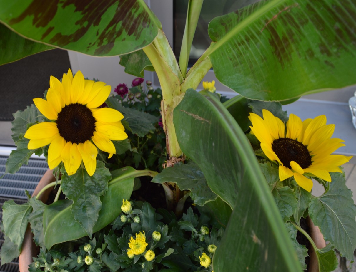 Sonnenblumen Sonnenblumen